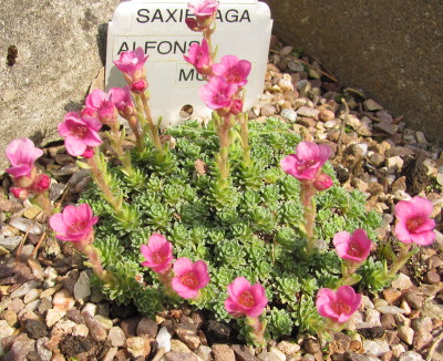 Saxifraga 'Alfons Mucha' 